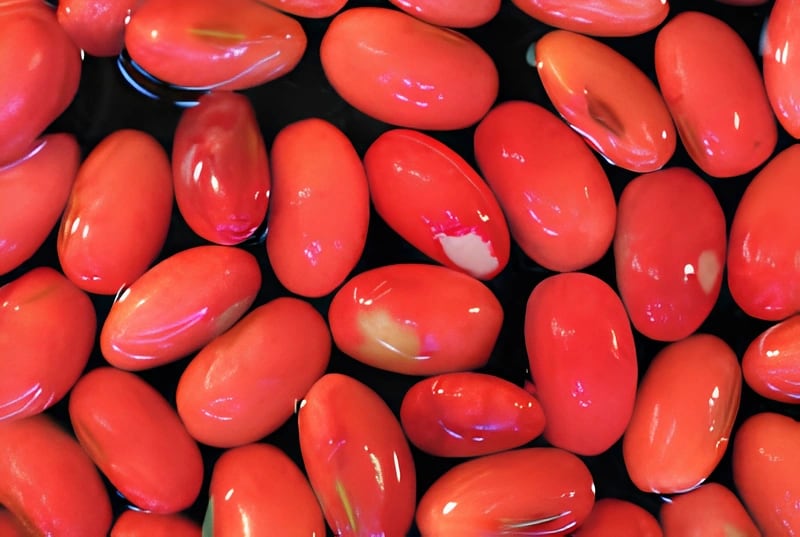 Sementes de soja cortadas e coloridas pelo teste de tetrazólio observadas sob lupa