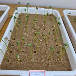 Plântulas de soja germinando em bandeja com areia