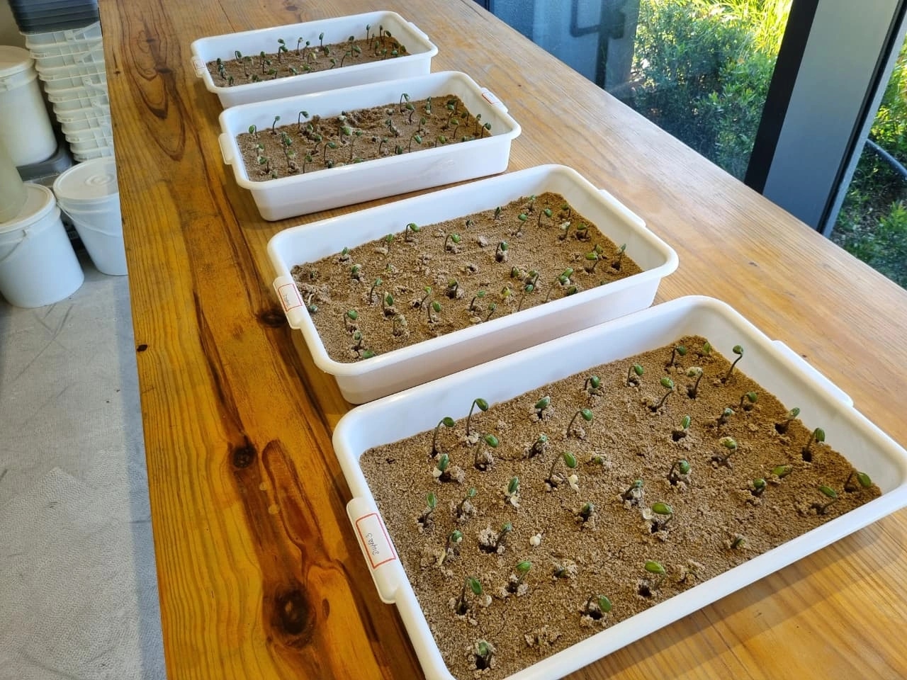 Bandejas de germinação em areia com plântulas de soja no laboratório da Grano Safe